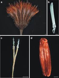 Image result for Emilia coccinea