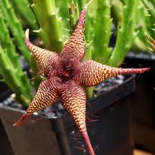 Image result for Orbea caudata