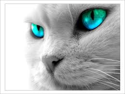 Ice Blue Eyes Cat With Blue Eyes Grey Cats White Cats