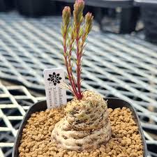 Image result for Aeollanthus subacaulis