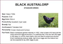Black Australorp Egg Color Chicken Breeds Black Australorp Chicken Breeds Australorp Chicken Black Australorp