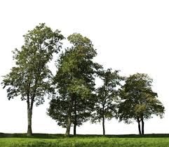 Big Trees Group 2 Tree Photoshop Tree Psd Tree Textures