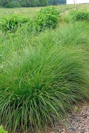 Image result for Carex sp.no.1