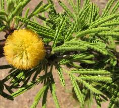 Image result for Acacia kamerunensis
