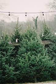 Shopper S Diary A Christmas Tree Farm In Maine Gardenista Christmas Tree Farm Merry Little Christmas Tree Farms