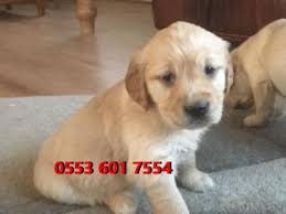 Golden Retriever Denizli Fiyatlari Ikinci El Sifir Kiralik Ilanlar