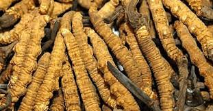 Organic dried cordyceps sinensis caterpillar fungus keeda jadi cordyceps root appearance yellowish brown whole part moq 1kg specification whole root (we can also make powder and extract powder). Keeda Jadi Entered Iucn Red List Gs Times