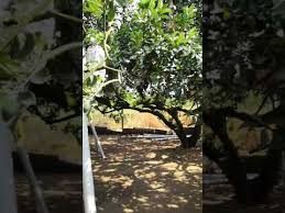 The valley cottage standard room comes with 2 queen beds, able to fit in 4 person, air conditioning and attached bathroom that overlooking a nature. Gochin Tambun Pomelo Farm Ipoh Youtube