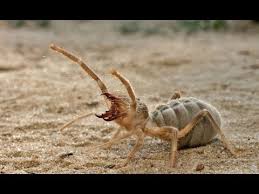 They are also notorious for entering cars, and being found hiding behind sun visors or. Camel Spider Vs Cat Youtube
