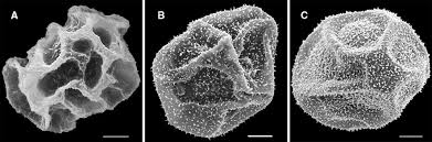 Image result for Elaphoglossum macropodium