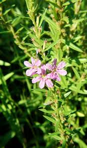 Image result for Lythrum