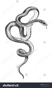 Hand Drawn Twisted Snake Isolated On White Background Pencil Drawing Monochrome Animalistic Illustrat Snake Drawing Snake Tattoo Design Tattoo Design Drawings
