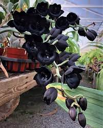 This is an intersectional hybrid between the barbatum and insigne alliances, and is somewhat unusual in having two flowers on the stem. How To Call This Black Color Orchid Flower Orchids