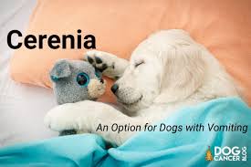 Cancer in some severe cases, your dog may vomit from a more serious medical condition. Cerenia An Option For Dogs With Vomiting Dog Cancer Blog