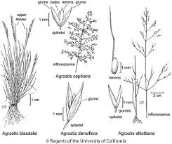 Image result for Agrostis