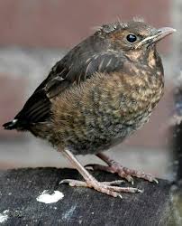Black And White Spotted Bird Uk Baby Blackbird Amsel
