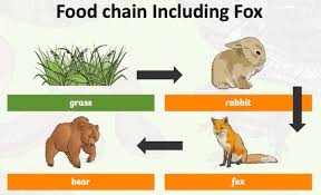 Specify Whether Each Consumer In This Food Web Is A First-Le | Quizlet