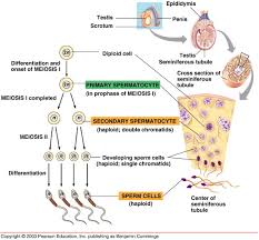 Molecular Factors Involved In Human Spermatogenesis. Spermatogenesis Is...  | Download Scientific Diagram
