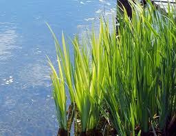'variegata' is a vigorous herbaceous perennial forming extensive colonies to 1.5m in height, with long erect leaves striped split the irises every year, immediately after flowering has ended. Iris Yellow Variegated Or Iris Pseudacorus Variegata Bog Plant Arizona Aquatic Gardens