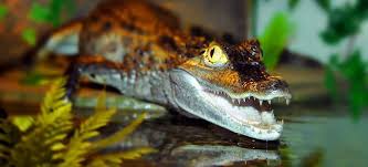 Search and rescue teams find the remains of a man in southeast sulawesi, indonesia after footage emerges of a crocodile swimming with a human leg. Seorang Jurubah Mimpi Adalah Buaya Apa Impian Buaya
