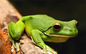 Image result for green frog