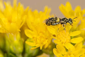 Image result for Isoglossa perdita