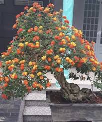 Pin Di Lantana Bonsai