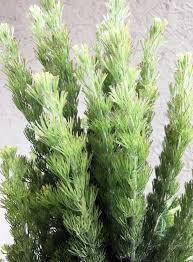 Image result for Sericostachys