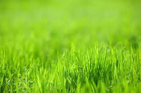 You absolutely need to keep your lawn well hydrated. Your Guide To The Best Lawn Care Services And Companies 2021 Update