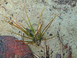 Image result for Isoetes welwitschii