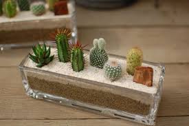 Which usually take up space the size of a hand, are preferred for decoration in many indoor and outdoor places because of easy to. Cactus And Succulent Arrangements Google Search Mini Cactus Garden Succulent Arrangements Cactus Arrangement