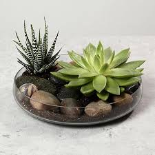 Maybe you would like to learn more about one of these? Cactus Plants In Dubai Indoor Succulent Plants Cactus Online Ferns N Petals