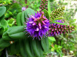 Image result for Uraria picta