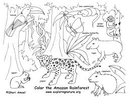 Pin By Judy Stillwell On Enfants Creation Et Activites Rainforest Animals Amazon Rainforest Animals Animal Habitats