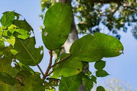 Image result for Ficus bubu