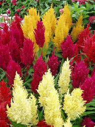 Pin On Bunches Of Loverly Flowers