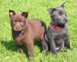 We did not find results for: Australian Kelpie Info Puppies Mix Temperament Pictures