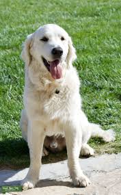 I'm the breeder behind san diego english cream golden retrievers located in san diego, ca. Stud Dog Akc English Cream Golden Retriever Breed Your Dog
