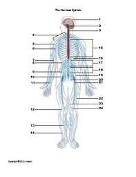 The Nervous System Identification Quiz Or Worksheet For Anatomy Anatomy And Physiology Brain Nervous System Nervous System