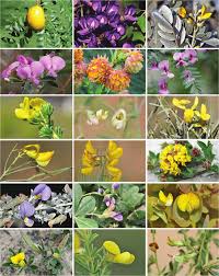 Image result for Decorsea schlechteri