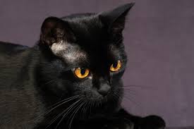 black cat cats mean cat cat behavior