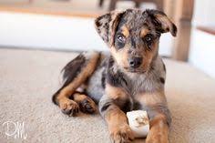 Australian Shepherd Beagle Mix Black And White Australian Shepherd Beagle Mix Puppies Cute Dogs Gallery Labrador Mischling Welpen Rottweiler Mischling Australische Schaferhunde