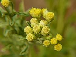 Image result for Eschenbachia