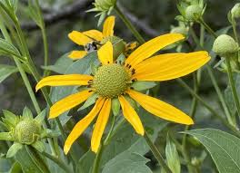 Image result for Launaea rogersii