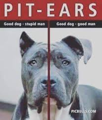 Pin By Lee Flint On Funny In 2020 Pitbull Terrier Pitbulls American Pitbull Terrier