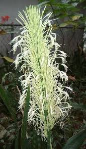 Image result for Sansevieria hyacinthoides