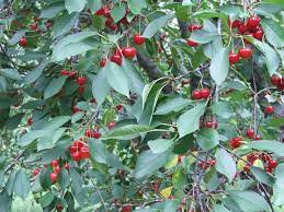 cherryplus unsere montmorency sauerkirschen sauerkirschen erntezeit kirschen