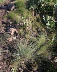 Image result for Cymbopogon pospischilii