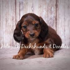Top quality akc registered miniature dachshund puppies! Helmuth Dachshunds Doodles Home