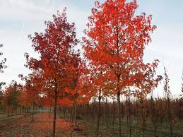 herfstverkleuring van de amberboom liquidambar styraciflua worplesdon udenhout trees tuin bomen laanbomen tuin